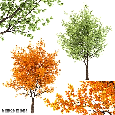 Ginkgo biloba - Ancient Beauty 3D model image 1 