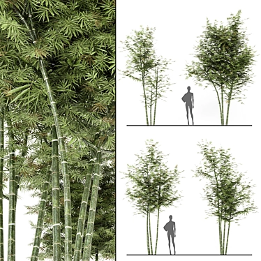 Rustic Charm: Set of Four Outdoor Bamboo Trees 3D model image 1 