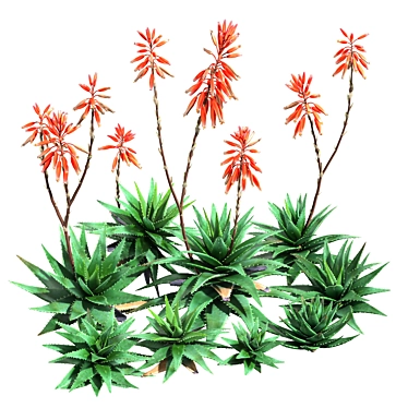 2013 Aloe Brevifolia: Unique Short Leaf Succulent 3D model image 1 