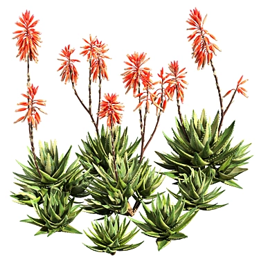 Aloe Brevifolia: Premium Short Leaf Succulent 3D model image 1 