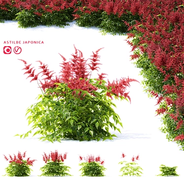 Japanese Red Astilbe | Astilbe japonica 3-Pack 3D model image 1 