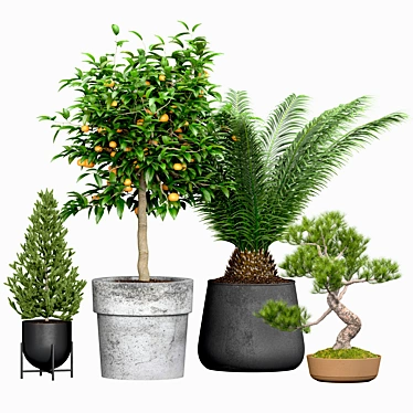 Evergreen Tree Set: Spruce, Mandarin, Bonsai, Cycad 3D model image 1 