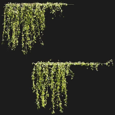 Evergreen Ivy 16 3D model image 1 