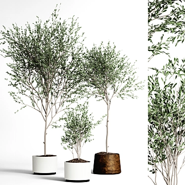 Indoor Plant Collection 3D model image 1 