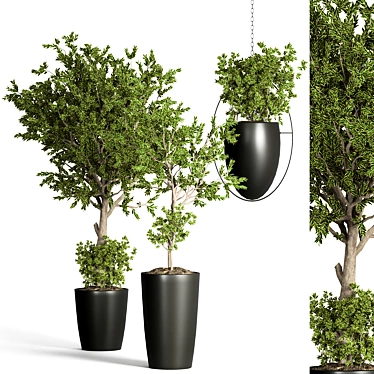 Indoor Plant Collection: 48 Varieties 3D model image 1 