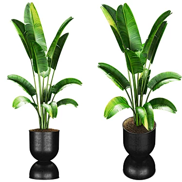 Houseplant Crusoe