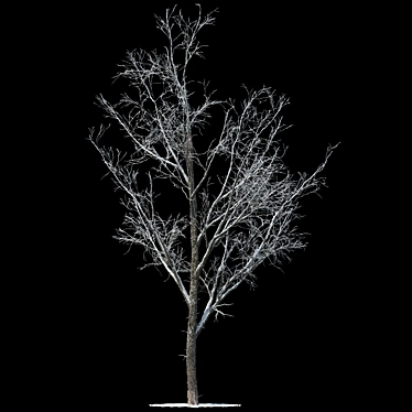 Winter Wonderland Poplar Tree 3D model image 1 