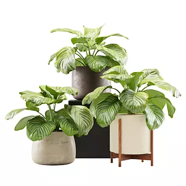 Houseplant Mikado