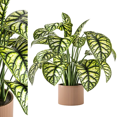 Indoor Plant Collection - Set 273: 3D Models 3D model image 1 