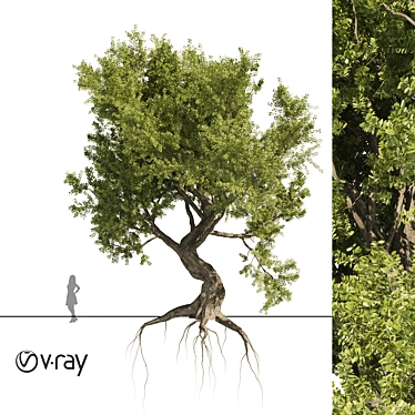 Majestic Old Olive Tree 3D Model 3D model image 1 