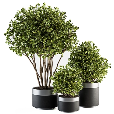 indoor Plant Set 375- Tree and Plant Set in pot 3D model image 1 