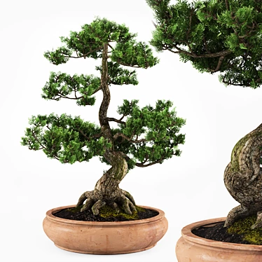 Miniature Bonsai Tree Replica 3D model image 1 