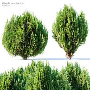 Chinese Arborvitae Tree Pair, 2m 3D model image 1 