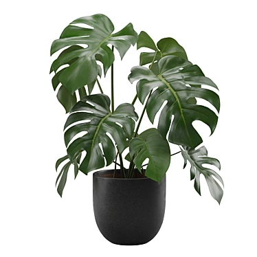 Monstera Deliciosa Swiss Cheese Plant