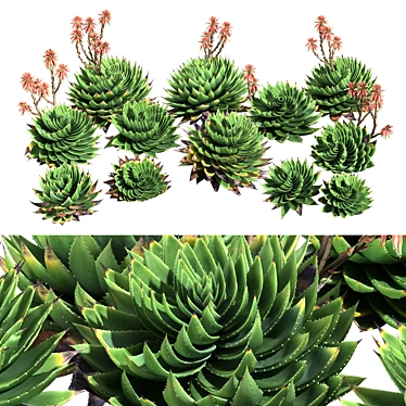 Spiral Aloe 3D Model Kit 3D model image 1 