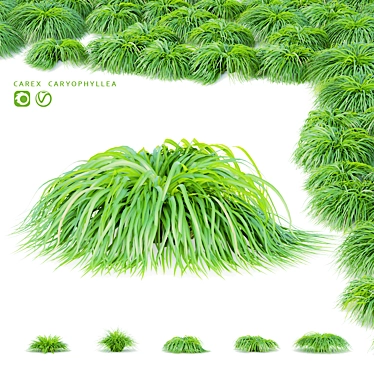 Spring Grass Collection | Carex caryophyllea 3D model image 1 