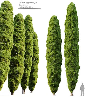 Mediterranean Cypress Trees Duo 3D model image 1 