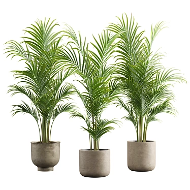 Exotic Areca Palm Set 3D model image 1 