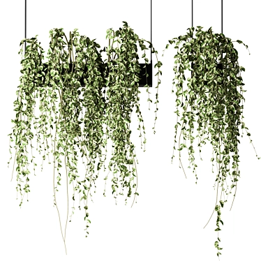 Elegant Hanging Plants Collection 3D model image 1 