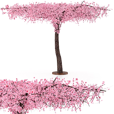 Sakura Tree 3000mm Height 3D model image 1 