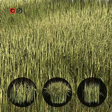 Detailed 3D High Ryegrass Model 3D model image 1 