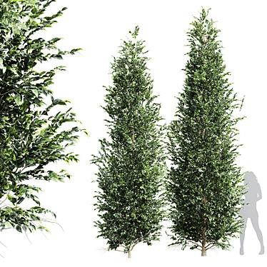 High Detail Carpinus Betulus Tree 3D model image 1 