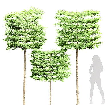 High Detail Carpinus Betulus 3D Pole 3D model image 1 