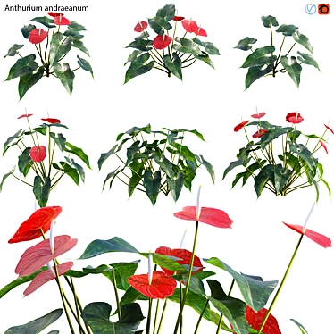 Flamingo Flower 3D Model Collection 3D model image 1 