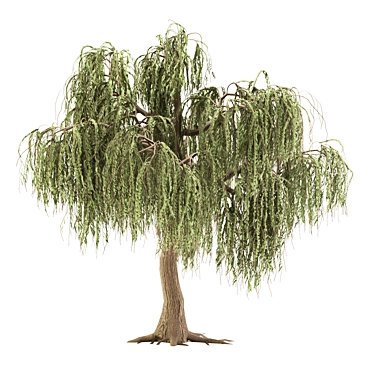 Tall Willow Tree 600CM Height 3D model image 1 