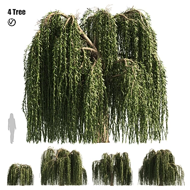 Weeping Willow Salix 3D Models 3D model image 1 