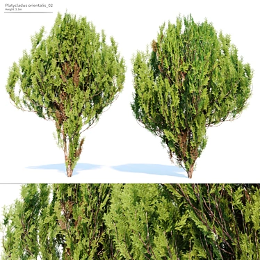 Chinese Thuja Tree Pair 3.3m 3D model image 1 