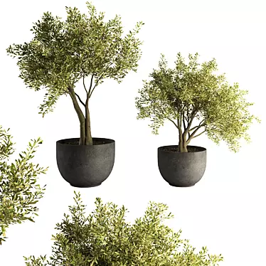 Modern Indoor Plant Set 2015 3D model image 1 