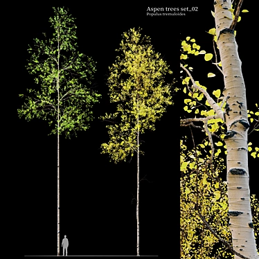 Trembling Aspen Trees Set - 02 3D model image 1 