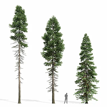 Abies 2014 Trees Model Scene 3D model image 1 