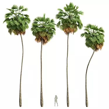 Exotic Borassus Flabellifer 3D Models 3D model image 1 