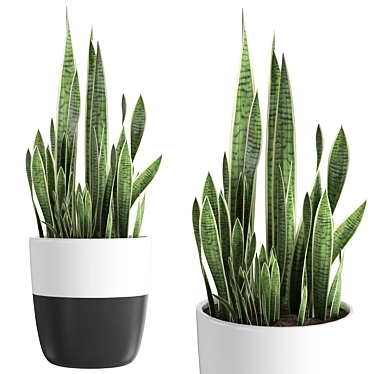 Sansevieria 3D Model | Modern Botanical 3D model image 1 