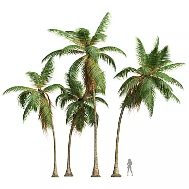 Coconut Tree 3D Models Pack 3D model image 1 