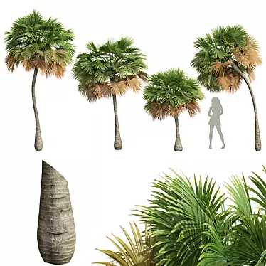 Exquisite Borassus Flabellifer Tree Model 3D model image 1 
