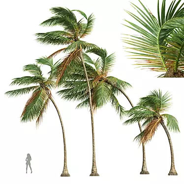 Tropical Coconut Palm Tree Model 3D model image 1 