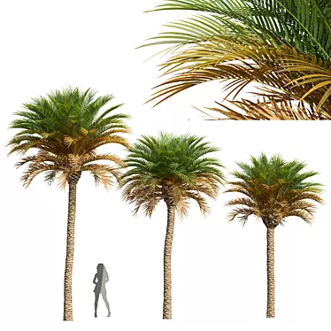 Canary Palm 3D Model Set 3D model image 1 