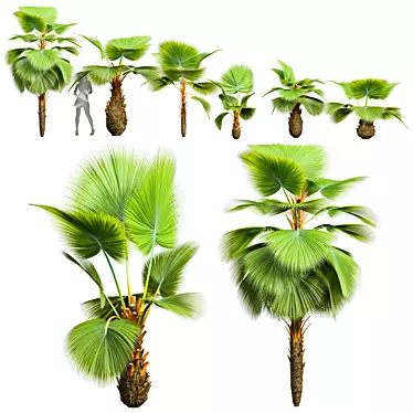 Fiji Fan Palm 3D Model 3D model image 1 