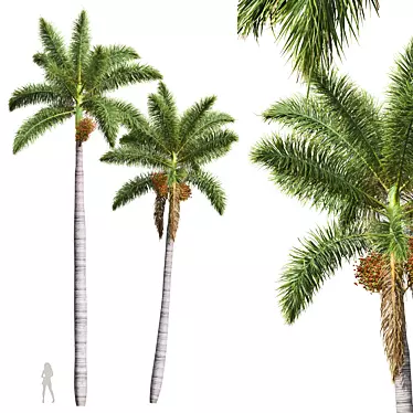 Royal Palm Plant 3D Models 3D model image 1 