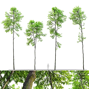 Tall Forest Trees Set 03 3D model image 1 