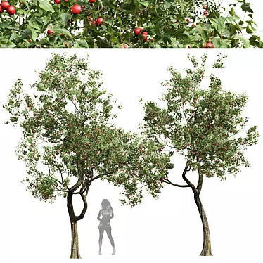 Chinese Crataegus Pinnatifida 3D Model 3D model image 1 