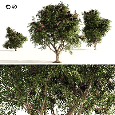 Elderberry Trio 3D Tree Set 3D model image 1 