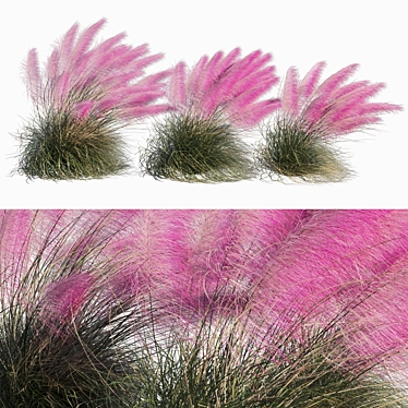 Pink Muhly Grass 3D Model 3D model image 1 