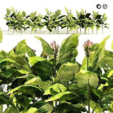 Lush Tobacco Field Plants Model 3D model image 1 