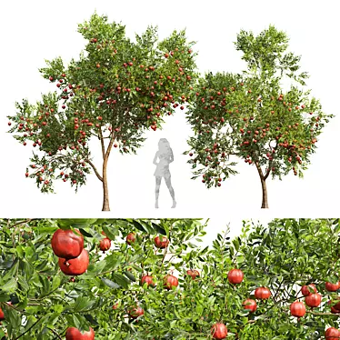 Pomegranate Plant 3D Models Set 3D model image 1 