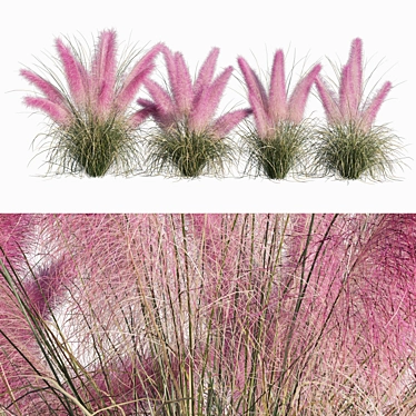 Pink Muhly Grass 3D Model 3D model image 1 