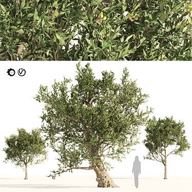 Mediterranean Olive Trees 3D Model 3D model image 1 